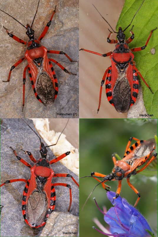 Reduviidae: Rhynocoris cfr. iracundus di Villorba (TV)